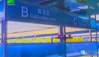 掀開植物工廠的智慧面紗 三安植物照明工廠項目本月底投產，引領現代農業新篇章